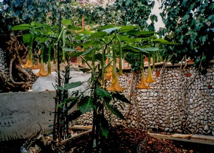 House Vlajcevic * Trogir